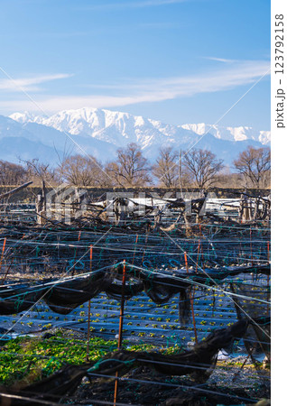 わさび田超しの北アルプス わさび田超しの北アルプス 123792158