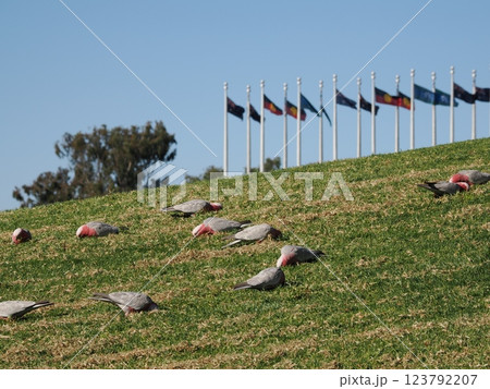 オーストラリア連邦議事堂周辺の風景　旗とモモイロインコ　キャンベラ　オーストラリア 123792207