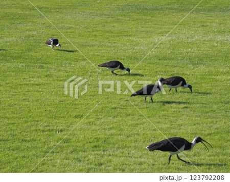 オーストラリア連邦議事堂周辺の風景　芝生とムギワラトキ　キャンベラ　オーストラリア 123792208