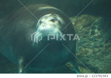 アシカのショー アシカのショー 123792363