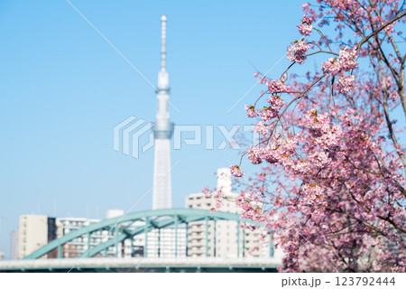 【河津桜】旧中川に咲く早咲きの桜とスカイツリー 【河津桜】旧中川に咲く早咲きの桜とスカイツリー 123792444