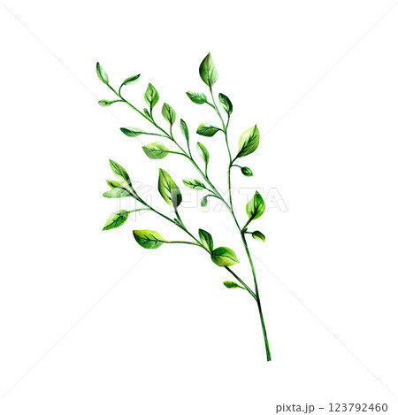 Fresh green oregano herb. Watercolor hand drawn spice marjoram branch isolated on transparent background. illustration. For designers, menu, decoration, food blog, ecofriendly branding. Healthy Fresh green oregano herb. Watercolor hand drawn spice marjoram branch isolated on transparent background. illustration. For designers, menu, decoration, food blog, ecofriendly branding. Healthy 123792460