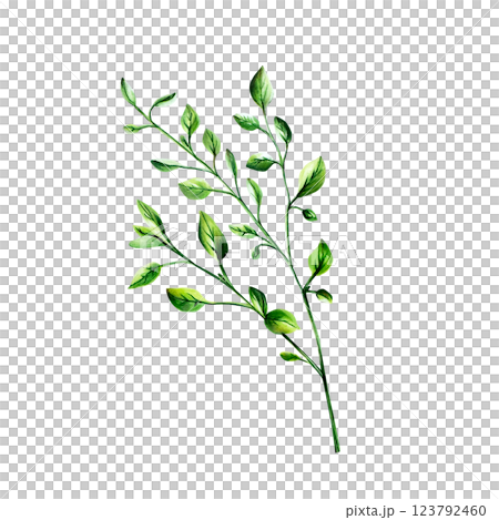 Fresh green oregano herb. Watercolor hand drawn spice marjoram branch isolated on transparent background. illustration. For designers, menu, decoration, food blog, ecofriendly branding. Healthy Fresh green oregano herb. Watercolor hand drawn spice marjoram branch isolated on transparent background. illustration. For designers, menu, decoration, food blog, ecofriendly branding. Healthy 123792460