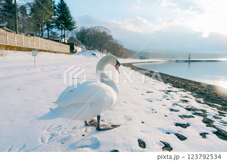 山中湖にいる美しい白鳥と風景 123792534