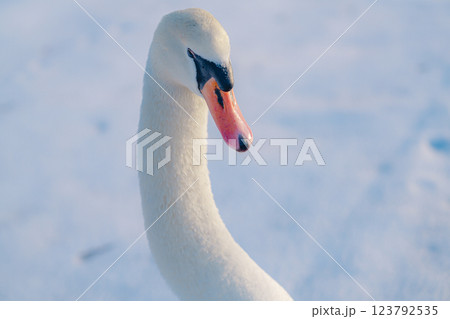山中湖にいる美しい白鳥と風景 123792535
