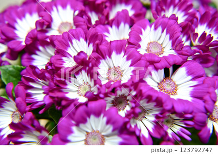 サイネリア サイネリア 123792747