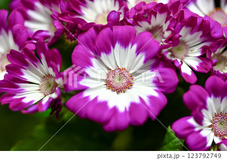 サイネリア 123792749