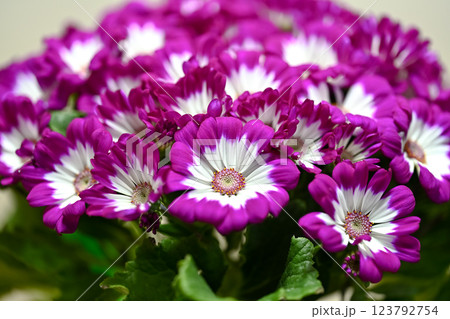 サイネリア サイネリア 123792754