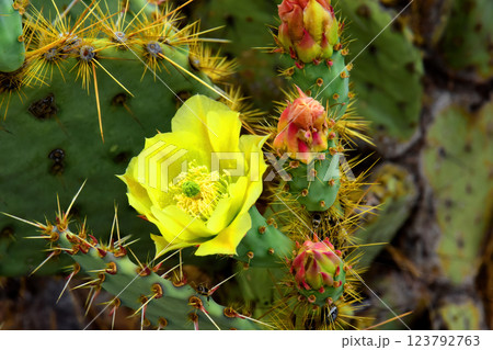 Prickly Pear Cactus Blossom Macro 123792763