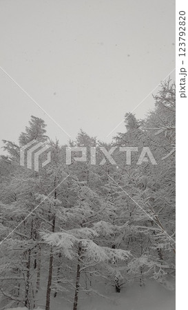 雪化粧した木々 雪化粧した木々 123792820
