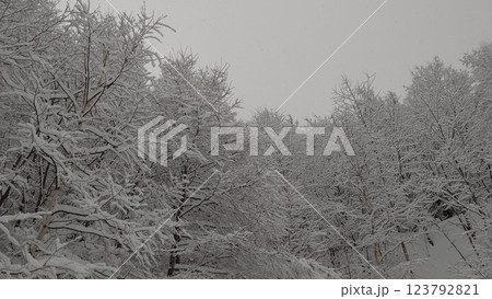 雪化粧した木々 雪化粧した木々 123792821
