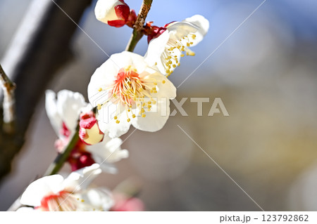 青空に映える白梅 青空に映える白梅 123792862