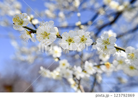 青空に映える白梅 123792869