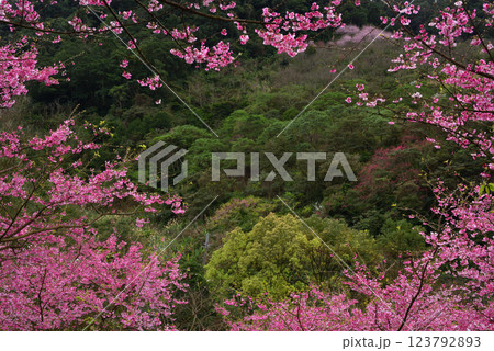 桜の木 桜の樹 さくら並木 123792893