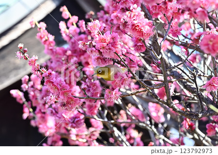 梅の花の蜜を吸うメジロ 梅の花の蜜を吸うメジロ 123792973