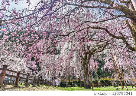 埼玉県秩父市 清雲時の満開のしだれ桜 埼玉県秩父市 清雲時の満開のしだれ桜 123793041