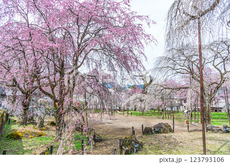埼玉県秩父市 清雲時の満開のしだれ桜 埼玉県秩父市 清雲時の満開のしだれ桜 123793106
