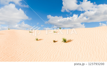 Sand dunes under blue sky with scattered clouds, small green plants growing in desert, wavy sand patterns, bright sunny day, peaceful natural landscape 123793200