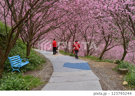 桜 さくら サクラ 123793244