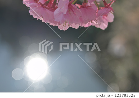 河津桜と水面に映る午後の光 河津桜と水面に映る午後の光 123793328