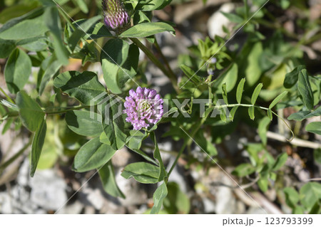 Red clover 123793399