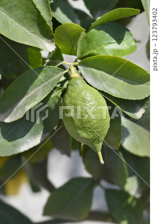 Lemon flower Lemon flower 123793402