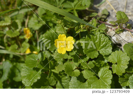 Creeping cinquefoil Creeping cinquefoil 123793409