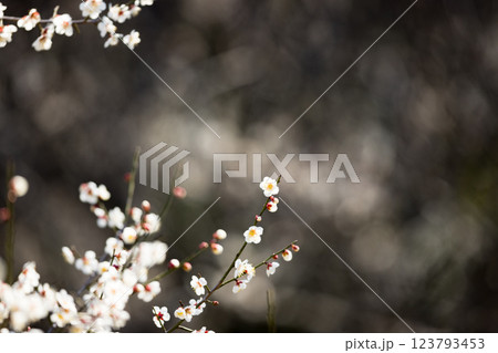 埼玉県越谷市越谷梅林公園　梅の花 123793453