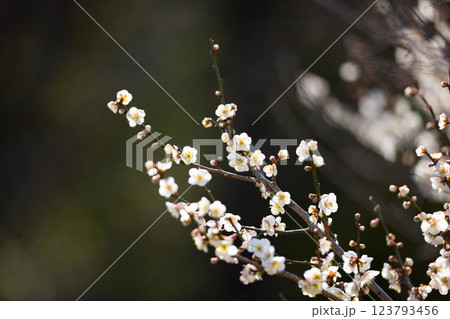 埼玉県越谷市越谷梅林公園　梅の花 123793456