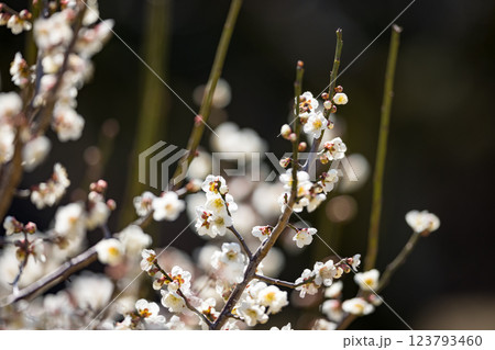埼玉県越谷市越谷梅林公園 梅の花 埼玉県越谷市越谷梅林公園 梅の花 123793460