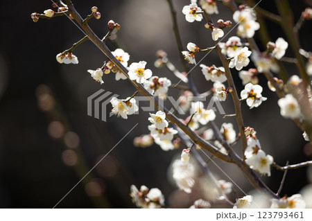 埼玉県越谷市越谷梅林公園 梅の花 埼玉県越谷市越谷梅林公園 梅の花 123793461