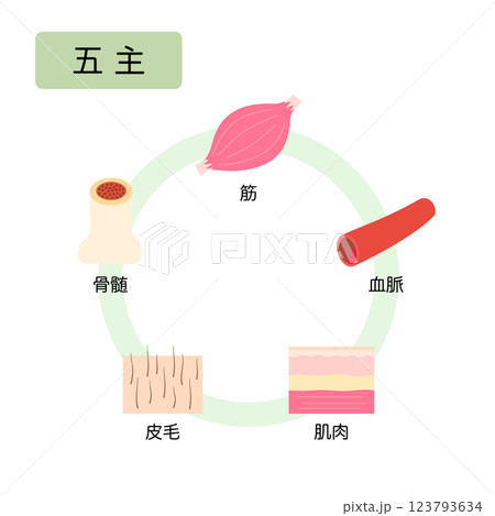 東洋医学　自然界の五行分類　五主 123793634