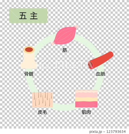 東洋医学　自然界の五行分類　五主 123793634
