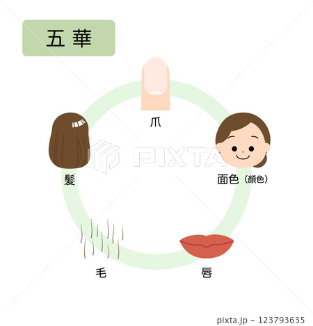 東洋医学　人体の生理病理の五行分類　五華 123793635