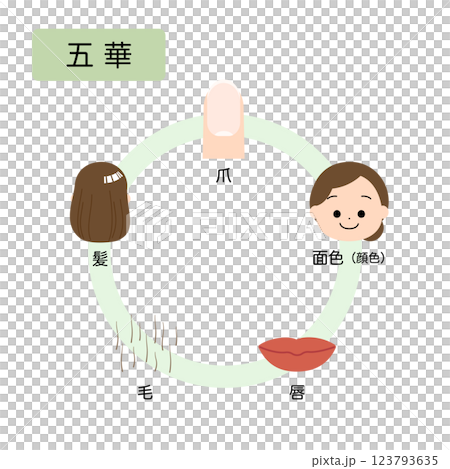 東洋医学　人体の生理病理の五行分類　五華 123793635