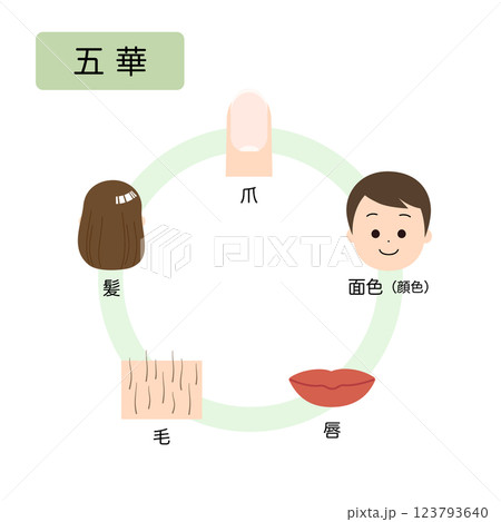 東洋医学　人体の生理病理の五行分類　五華 123793640