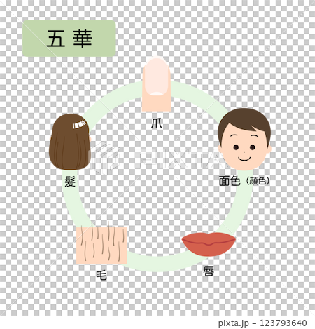 東洋医学　人体の生理病理の五行分類　五華 123793640