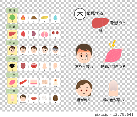 東洋医学　五臓の機能　不調の考え方 123793641