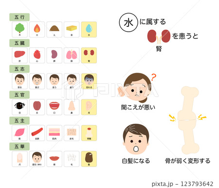 東洋医学　五臓の機能　不調の考え方 123793642