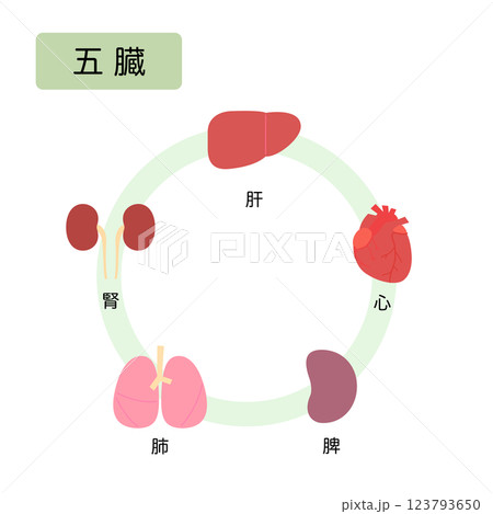 東洋医学　人体の五行分類　五臓 123793650