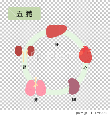 東洋医学　人体の五行分類　五臓 123793650