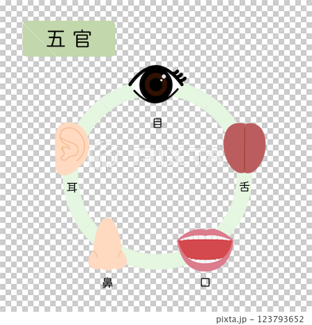 Oriental medicine: classification of the human body into five elements: five senses 123793652
