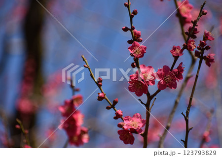 早春の青空に映える紅梅 123793829