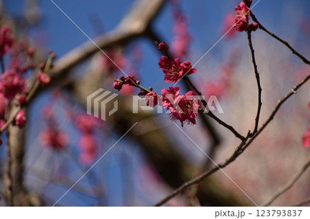 早春の青空に映える紅梅 123793837