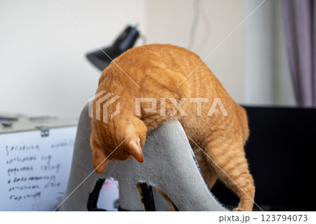 An orangecolored cat is currently sitting on top of a gray cushion An orangecolored cat is currently sitting on top of a gray cushion 123794073