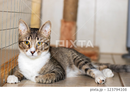 There is a cat peacefully laying on the floor while looking at the camera 123794108