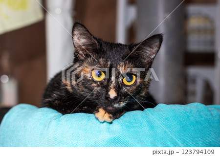 A sleek black cat with yellow eyes is laying on a blue pillow 123794109