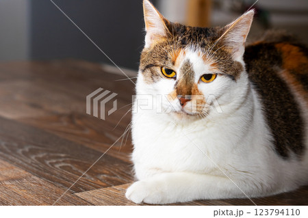 A beautiful calico cat is laying on a wooden floor and gazing at the camera 123794110