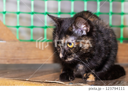 A sleek black cat with yellow eyes sits gracefully on a box 123794111