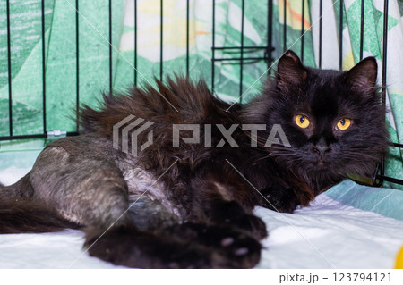 A black cat, its bright yellow eyes gazing, is comfortably laying on a bed A black cat, its bright yellow eyes gazing, is comfortably laying on a bed 123794121